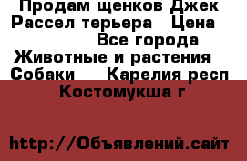 Продам щенков Джек Рассел терьера › Цена ­ 25 000 - Все города Животные и растения » Собаки   . Карелия респ.,Костомукша г.